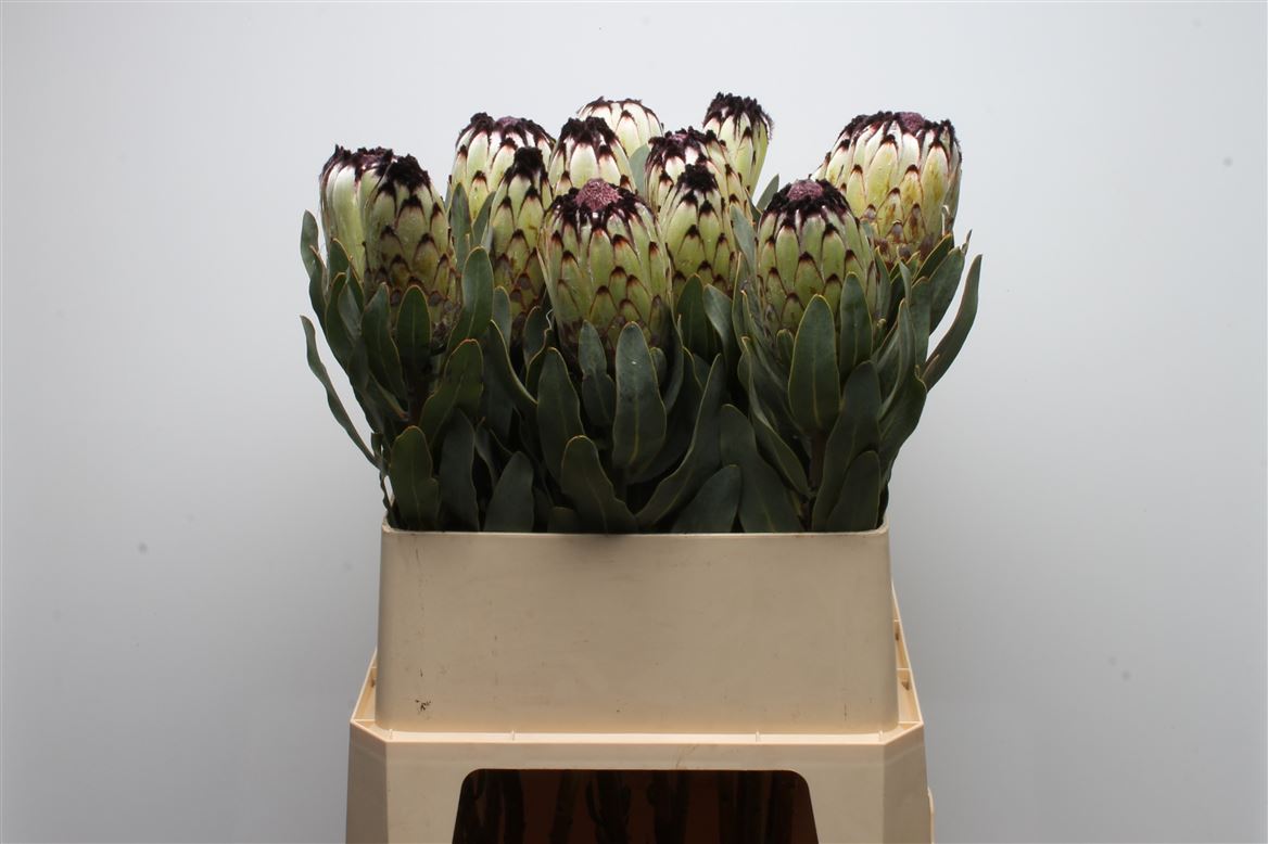 Protea Magnifica Niobe 80cm