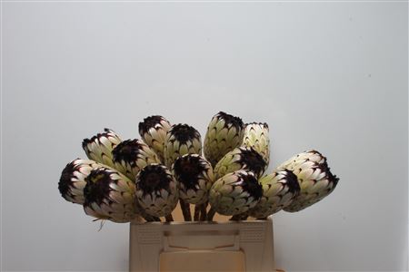 Protea Barb Niobe 40cm