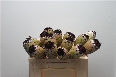 Protea Barb Niobe 50cm
