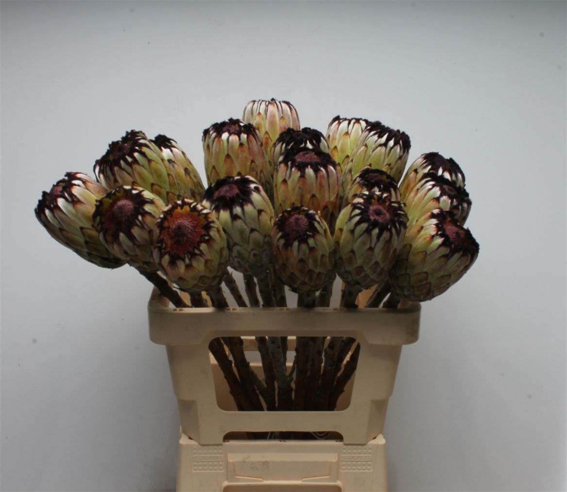 Protea Magnifica Niobe 60cm