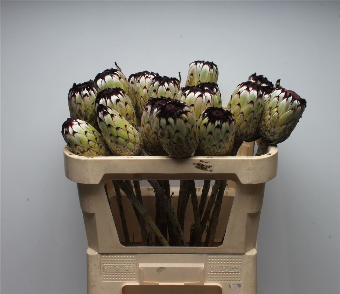 Protea Magnifica Niobe 70cm