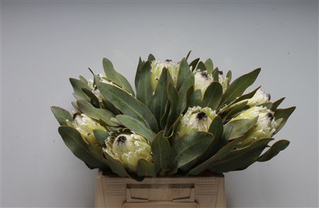 Protea M Snow Queen