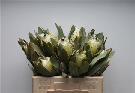 Protea M Snow Queen