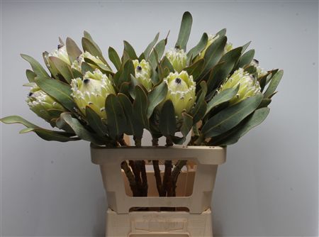 Protea M Snow Queen