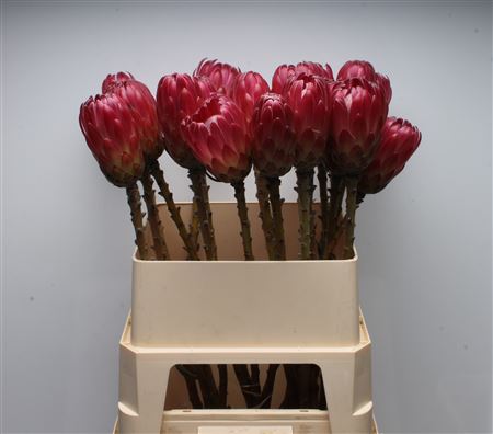 Protea Brenda 80cm