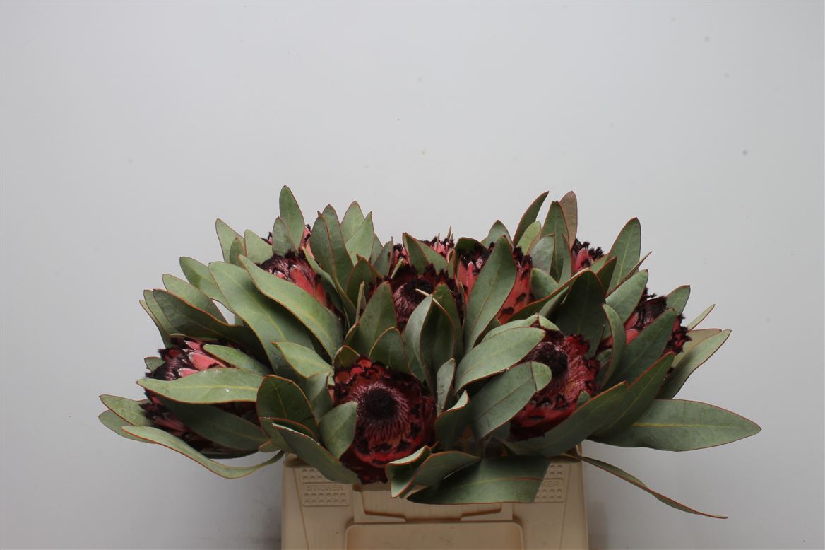 Protea Barb Ruby Princess 40cm