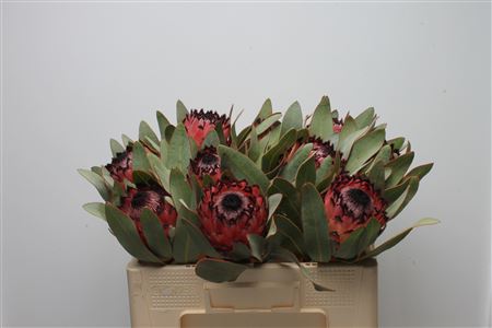Protea M African Que 50cm