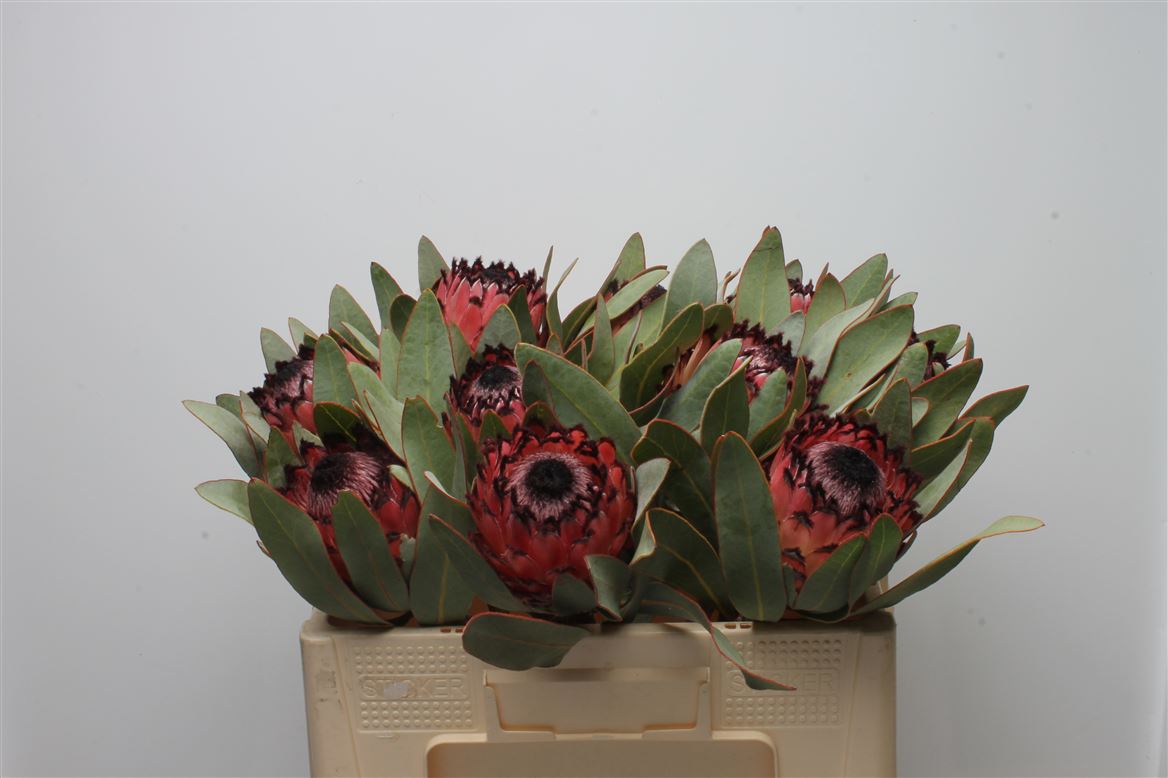 Protea Barb Ruby Princess 50cm