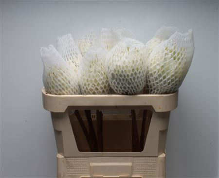 Protea Cy Arctic Ice 70cm
