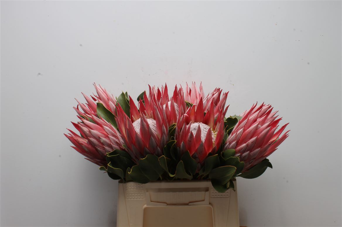 Protea Cynaroides Clare 40cm