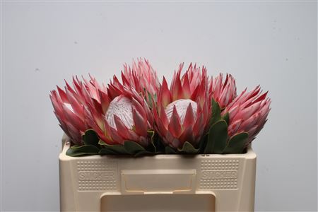 Protea Cy Clare