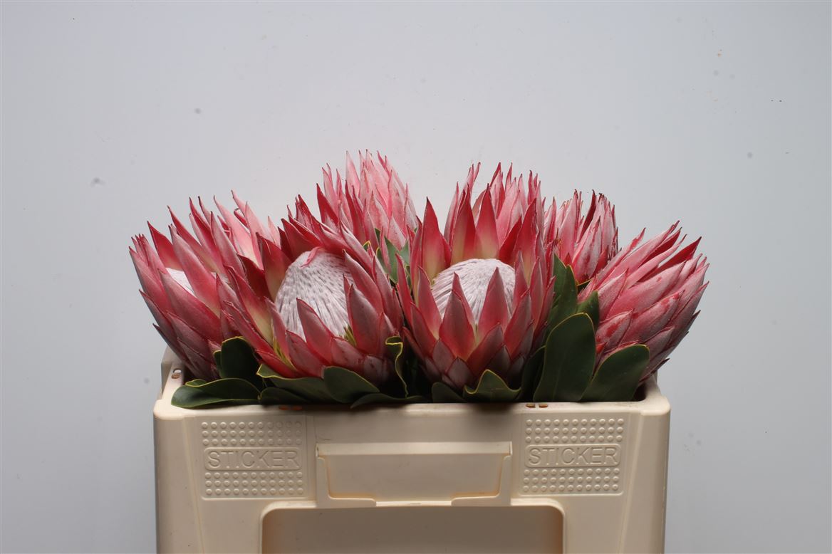 Protea Cynaroides Clare 50cm