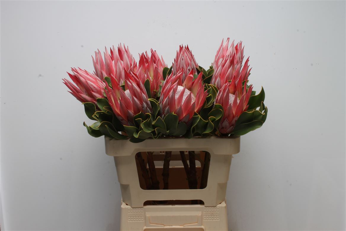 Protea Cynaroides Clare 60cm