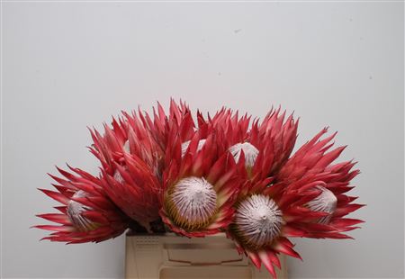 Protea Cy Madiba
