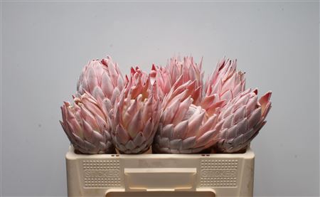 Protea Cynaroides