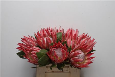 Protea Cynaroides 40cm