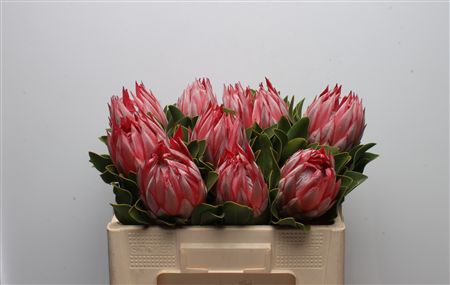 Protea Cynaroides 50cm