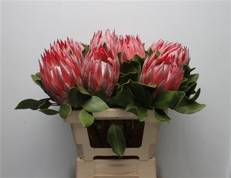 Protea Cynaroides 60cm