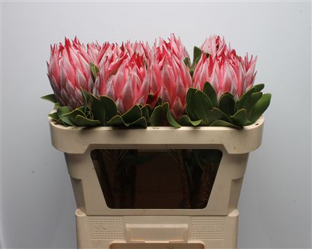 Protea Cynaroides 70cm