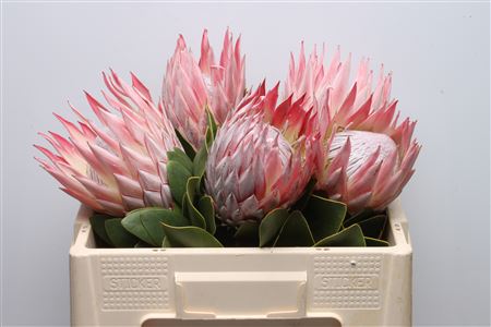 Protea Cynaroides 50cm
