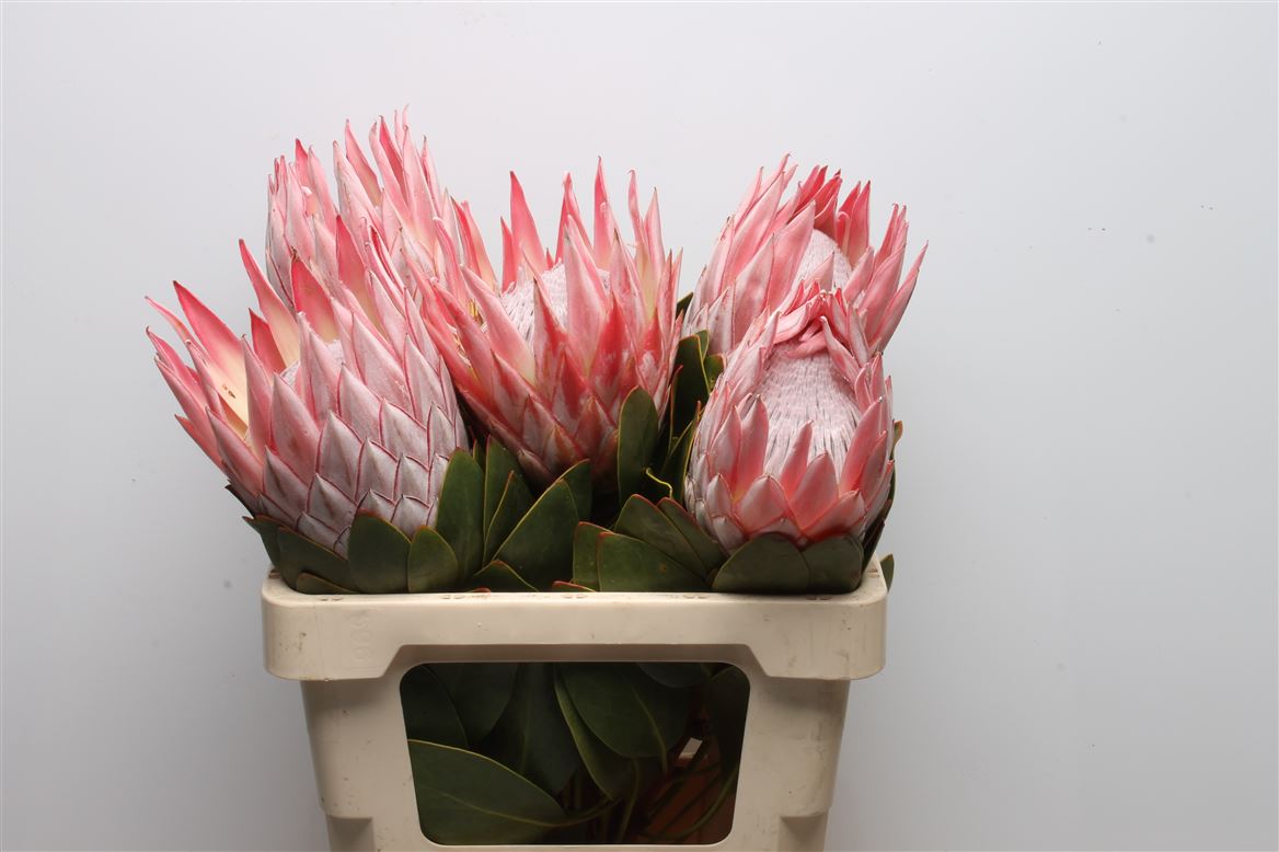 Protea Cynaroides 60cm
