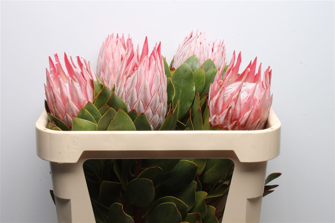Protea Cynaroides 70cm