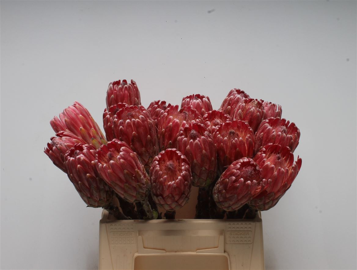 Protea Lancelot 40cm