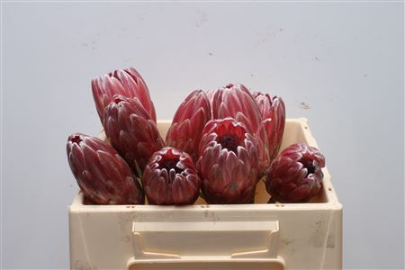 Protea Pink Ice 30cm