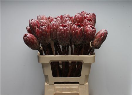 Protea Pink Ice 60cm