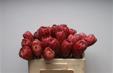 Protea Red Ice 50cm
