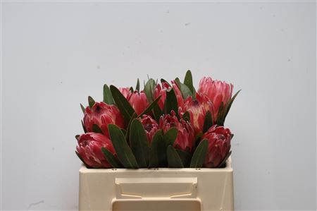 Protea Red Ice 30cm