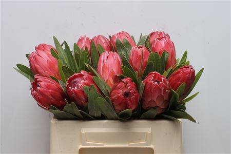 Protea Red Ice 35cm