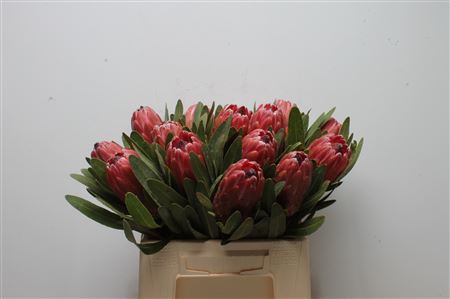 Protea Red Ice 40cm