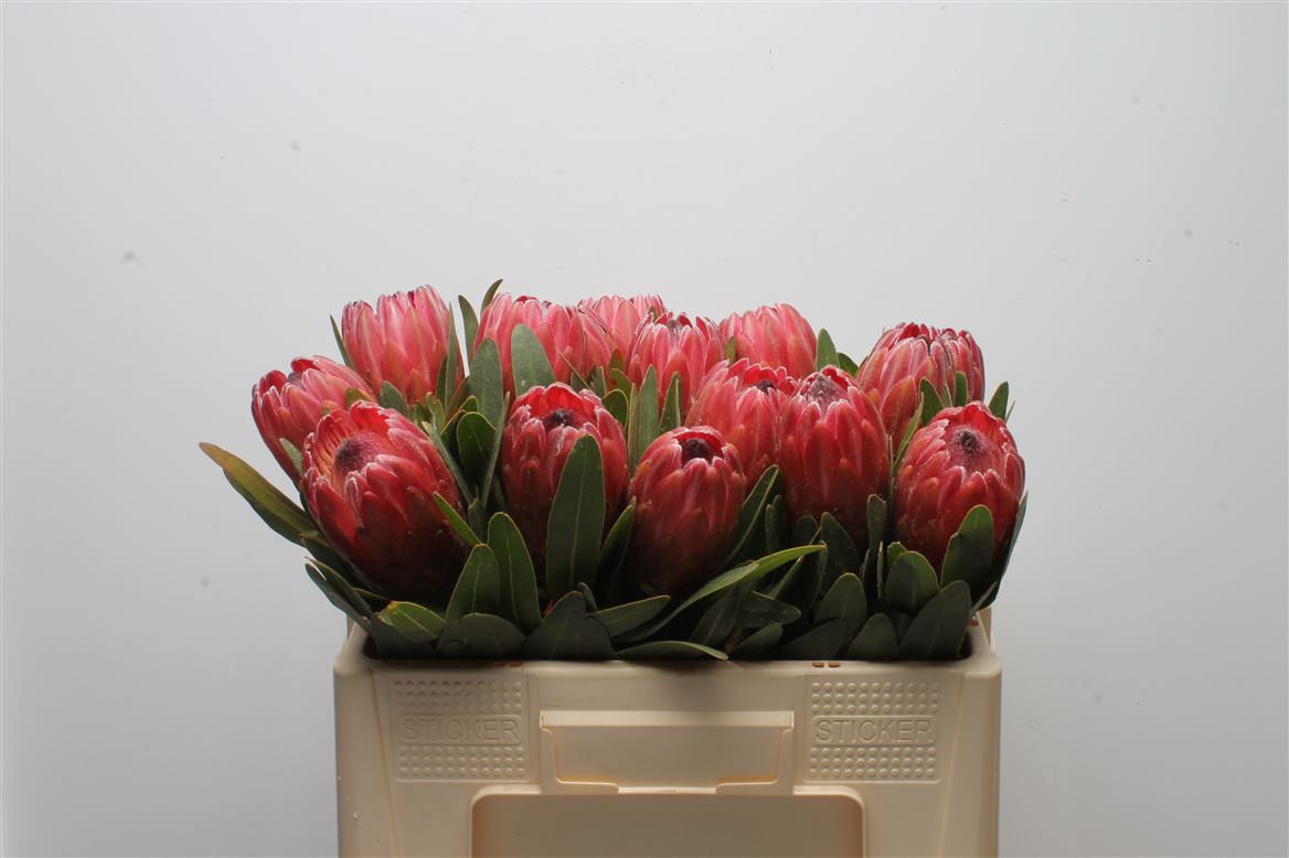 Protea Red Ice 50cm