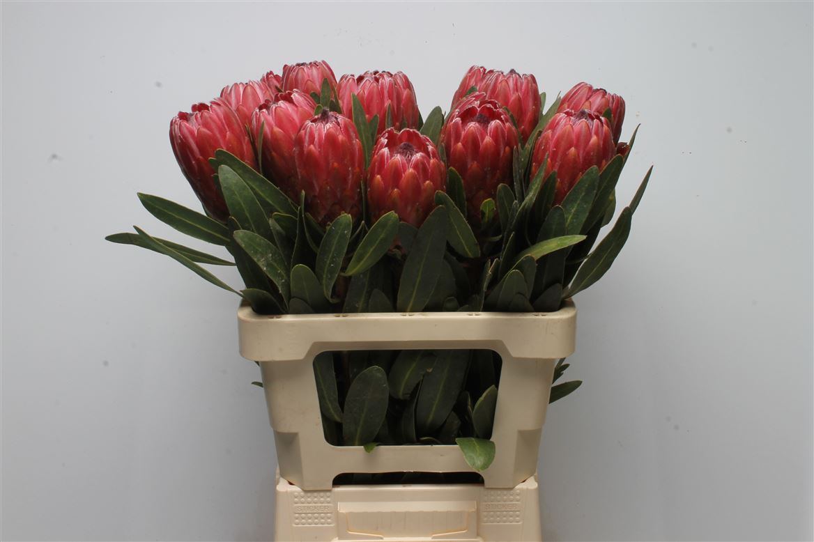 Protea Red Ice 60cm