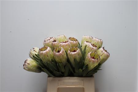 Protea 40cm