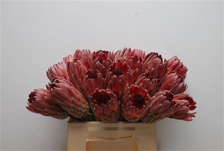 Protea 40cm