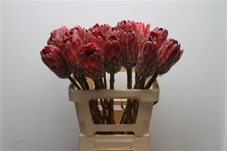 Protea 60cm