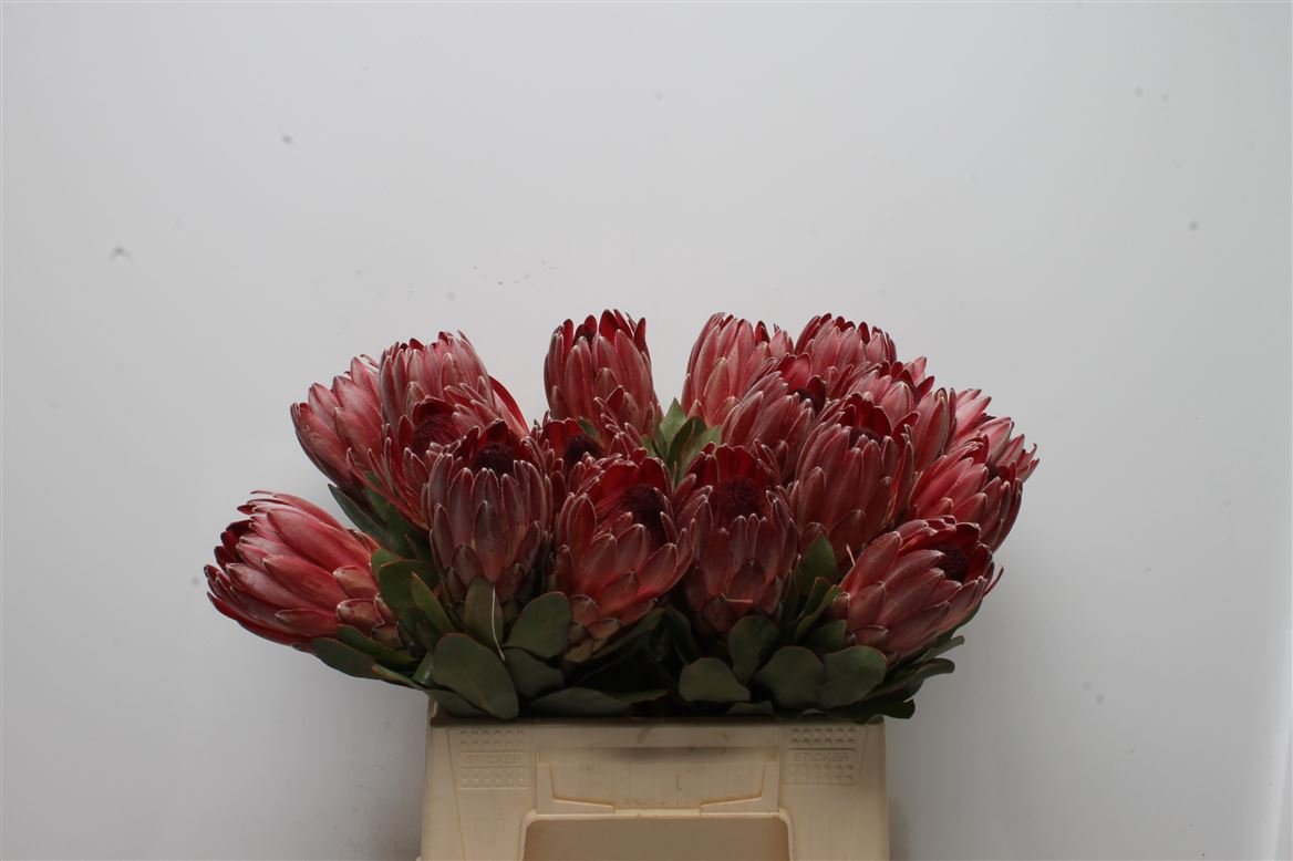 Protea Sharon 40cm