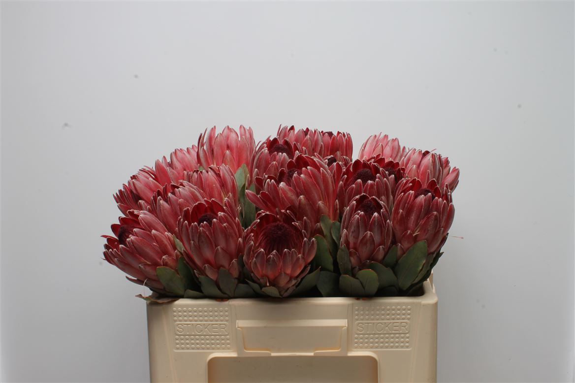 Protea Sharon 50cm