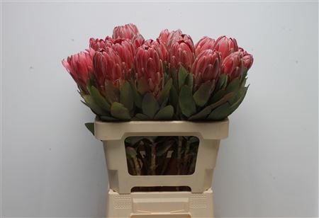 Protea 60cm