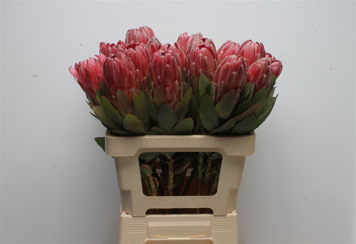 Protea Sharon 60cm