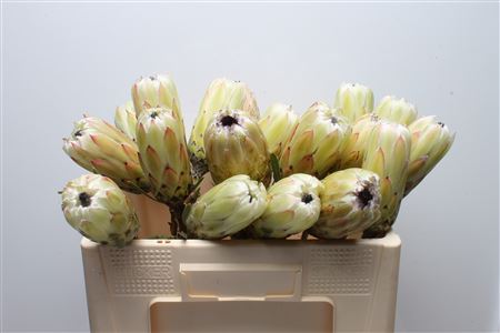 Protea White Night