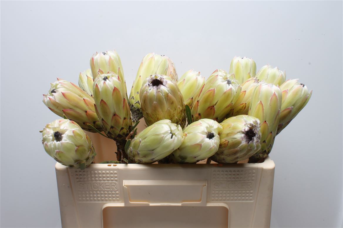 Protea White Night 50cm