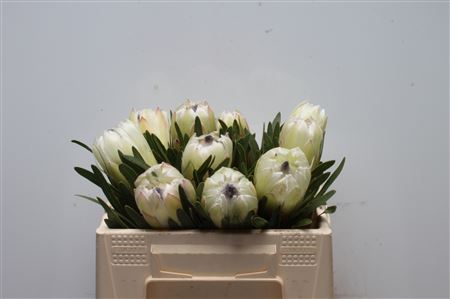 Protea White Night 30cm