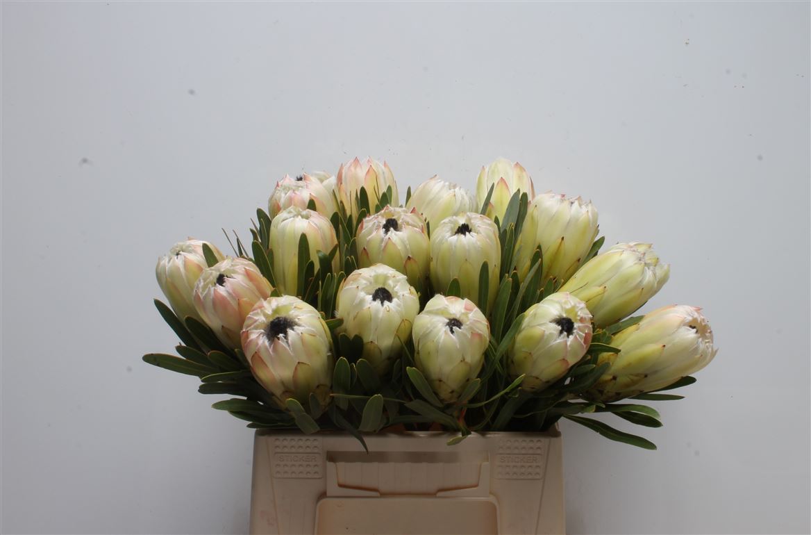 Protea White Night 40cm