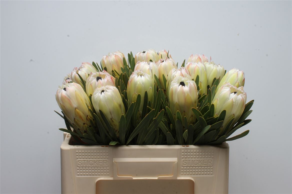 Protea White Night 50cm