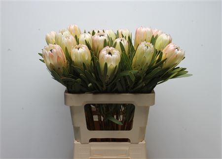 Protea White Night 60cm