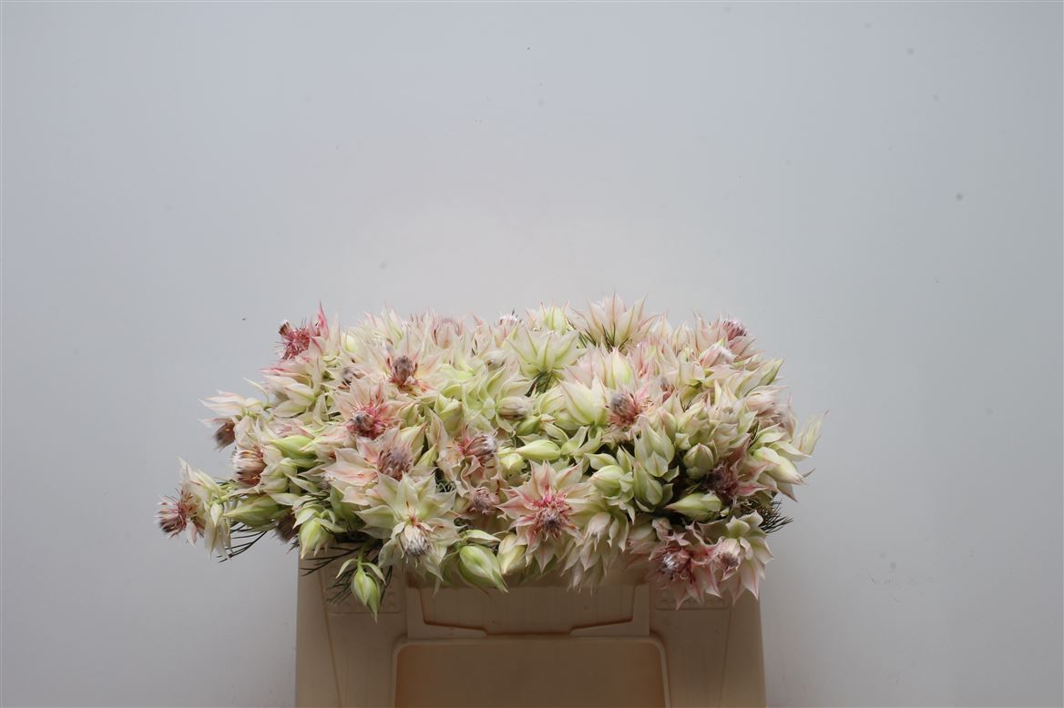 Serruria Blushing Bride 30cm 2+
