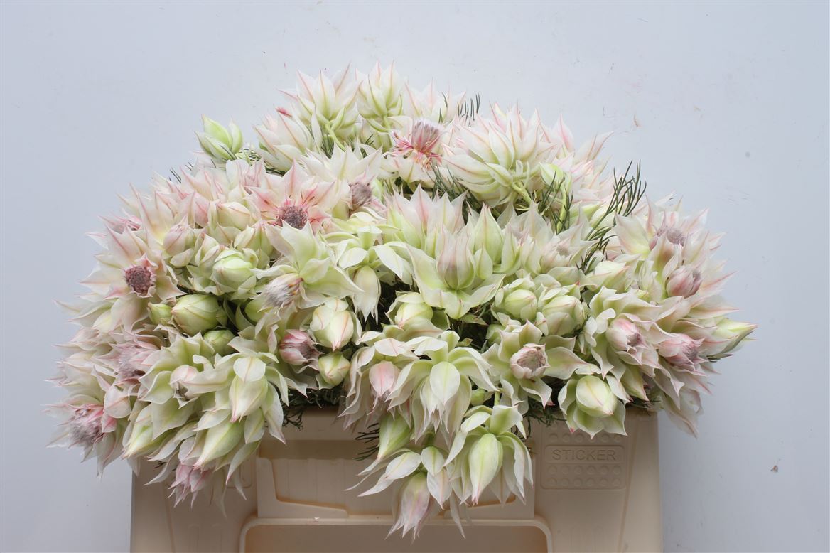 Serruria Blushing Bride 35cm 2+
